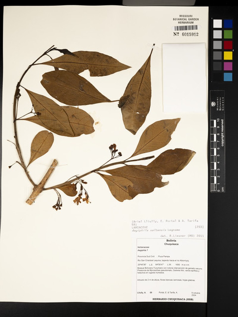 Aegiphila saltensis photo 4