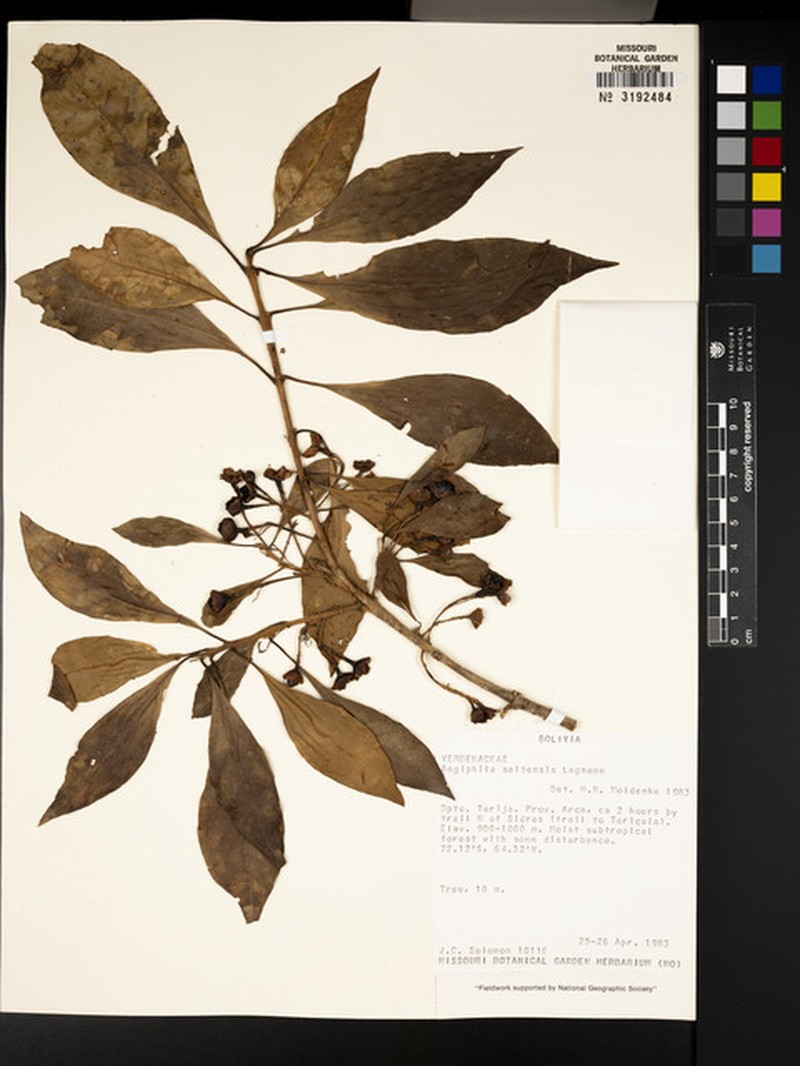 Aegiphila saltensis photo 5