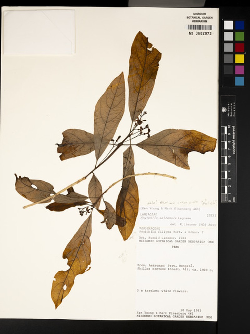 Aegiphila saltensis photo 6