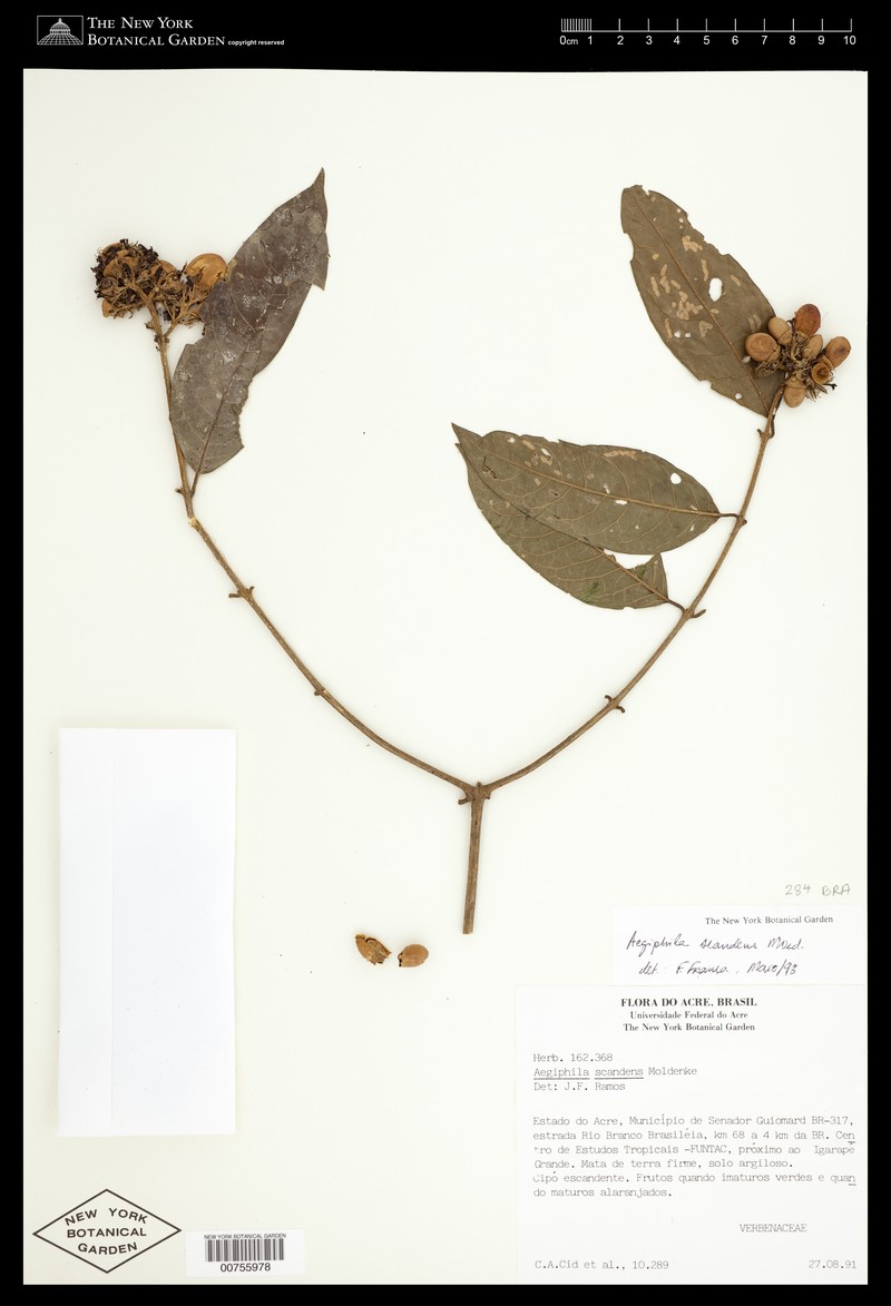 Aegiphila scandens