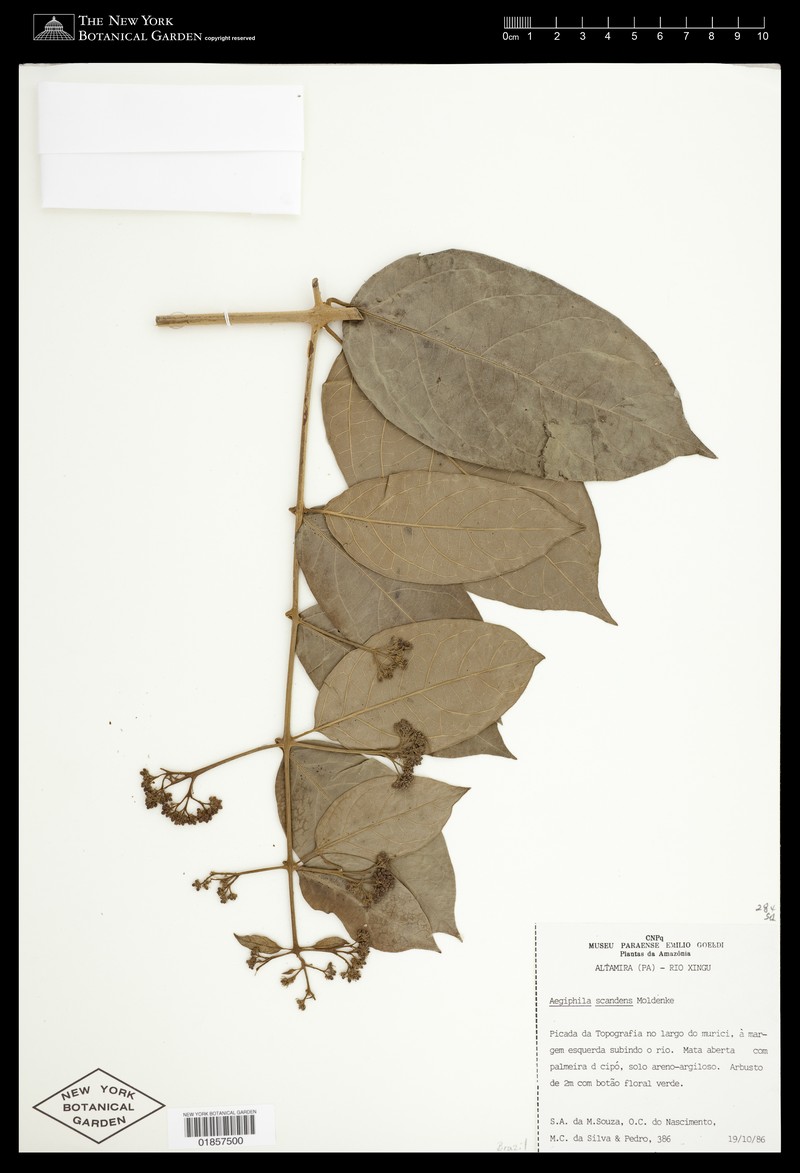 Aegiphila scandens photo 2
