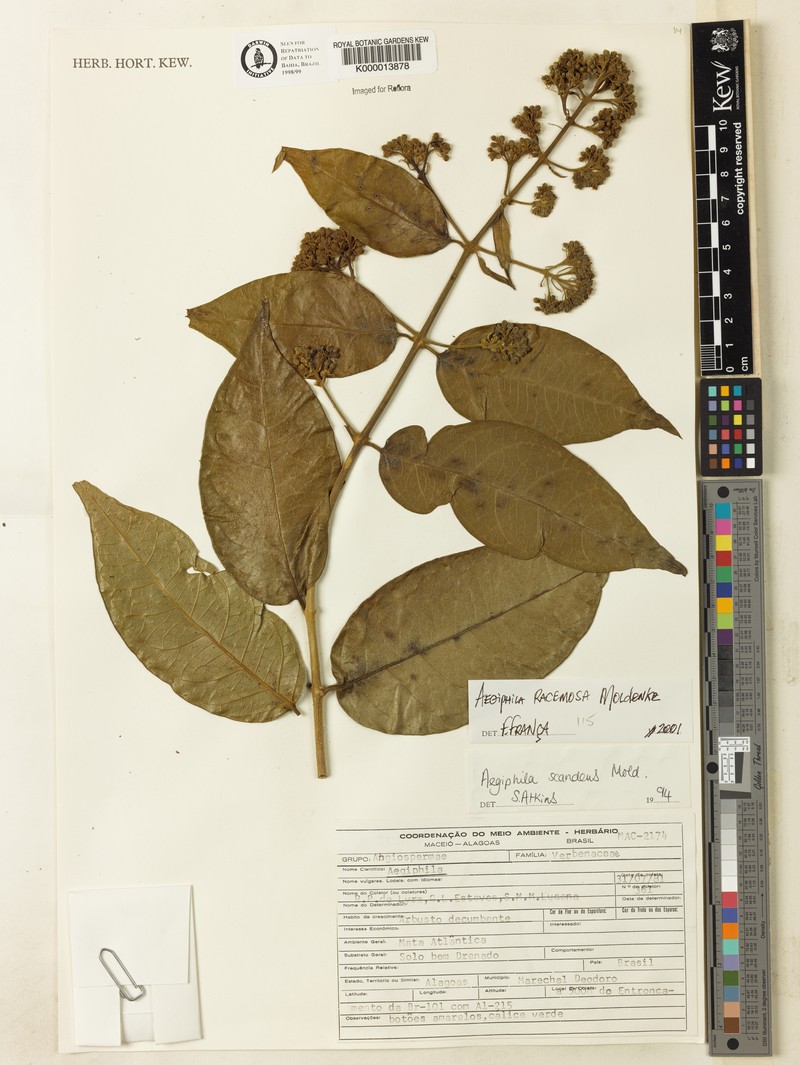Aegiphila scandens photo 3