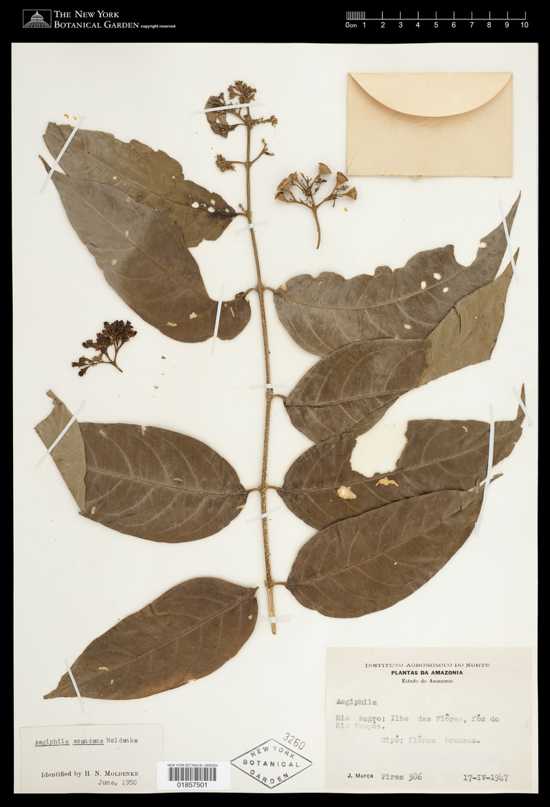 Aegiphila scandens photo 4