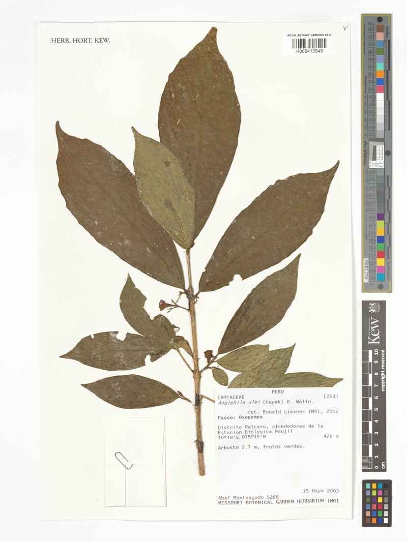 Aegiphila schimpffii