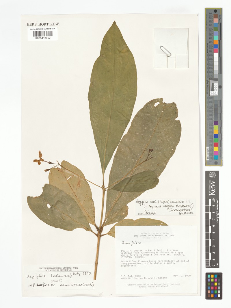 Aegiphila schimpffii photo 2