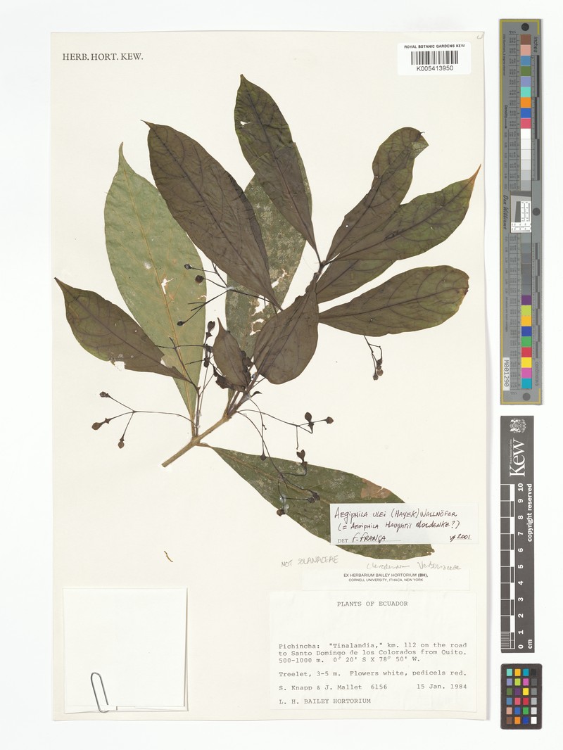 Aegiphila schimpffii photo 3