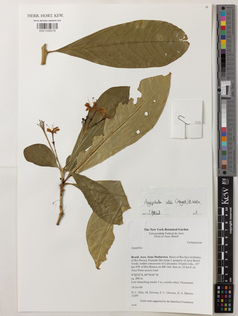 Aegiphila schimpffii photo 4