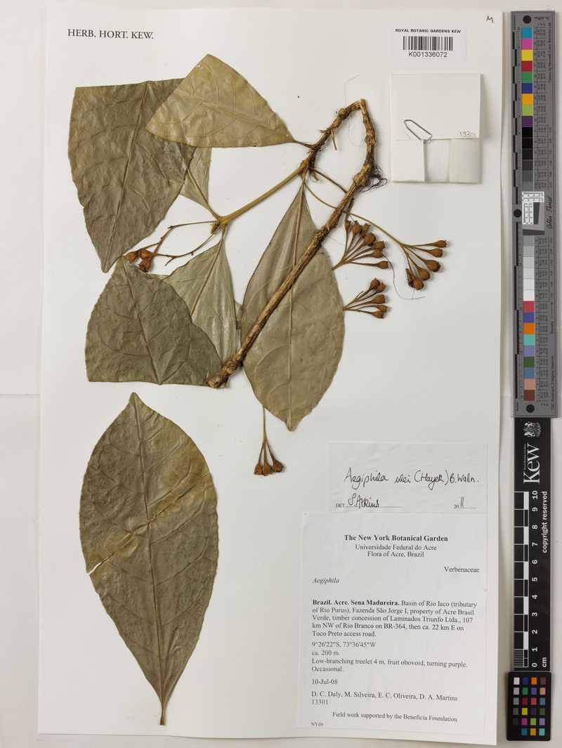 Aegiphila schimpffii photo 5