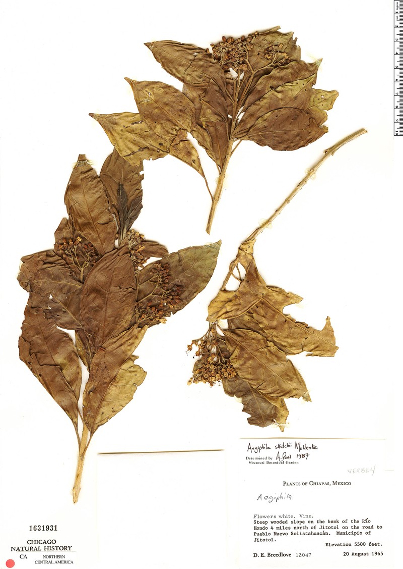 Aegiphila skutchii