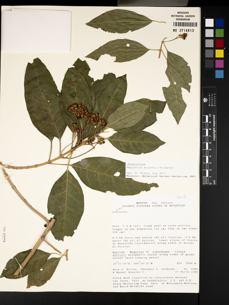 Aegiphila skutchii photo 2