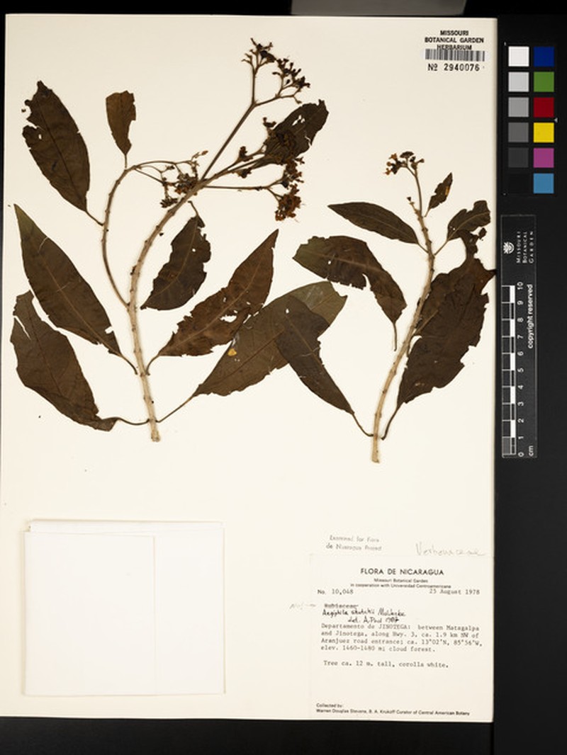 Aegiphila skutchii photo 3