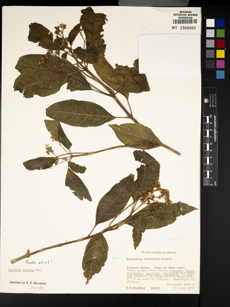 Aegiphila skutchii photo 4
