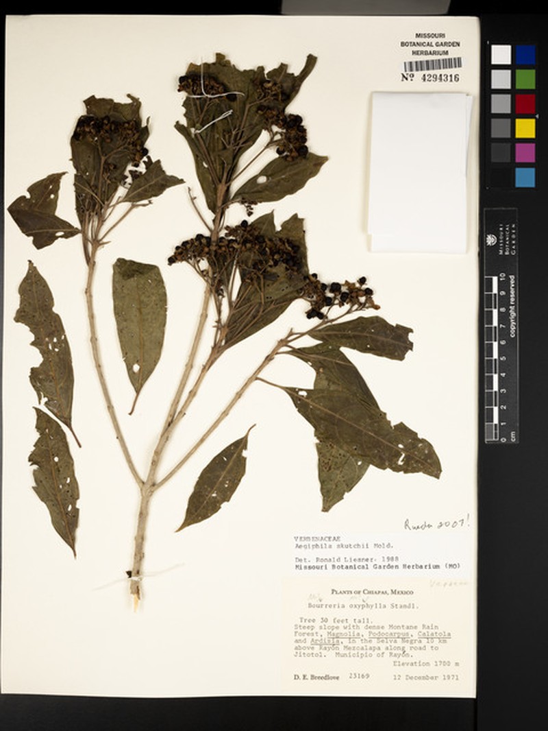 Aegiphila skutchii photo 5