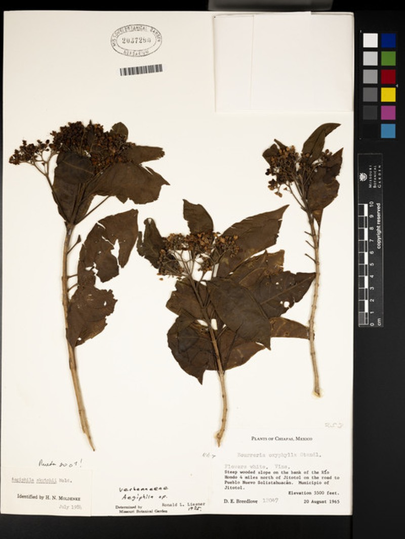 Aegiphila skutchii photo 6