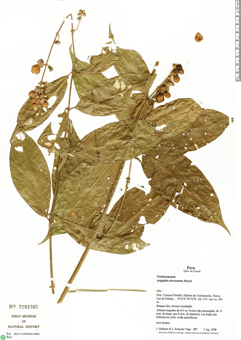 Aegiphila smithii