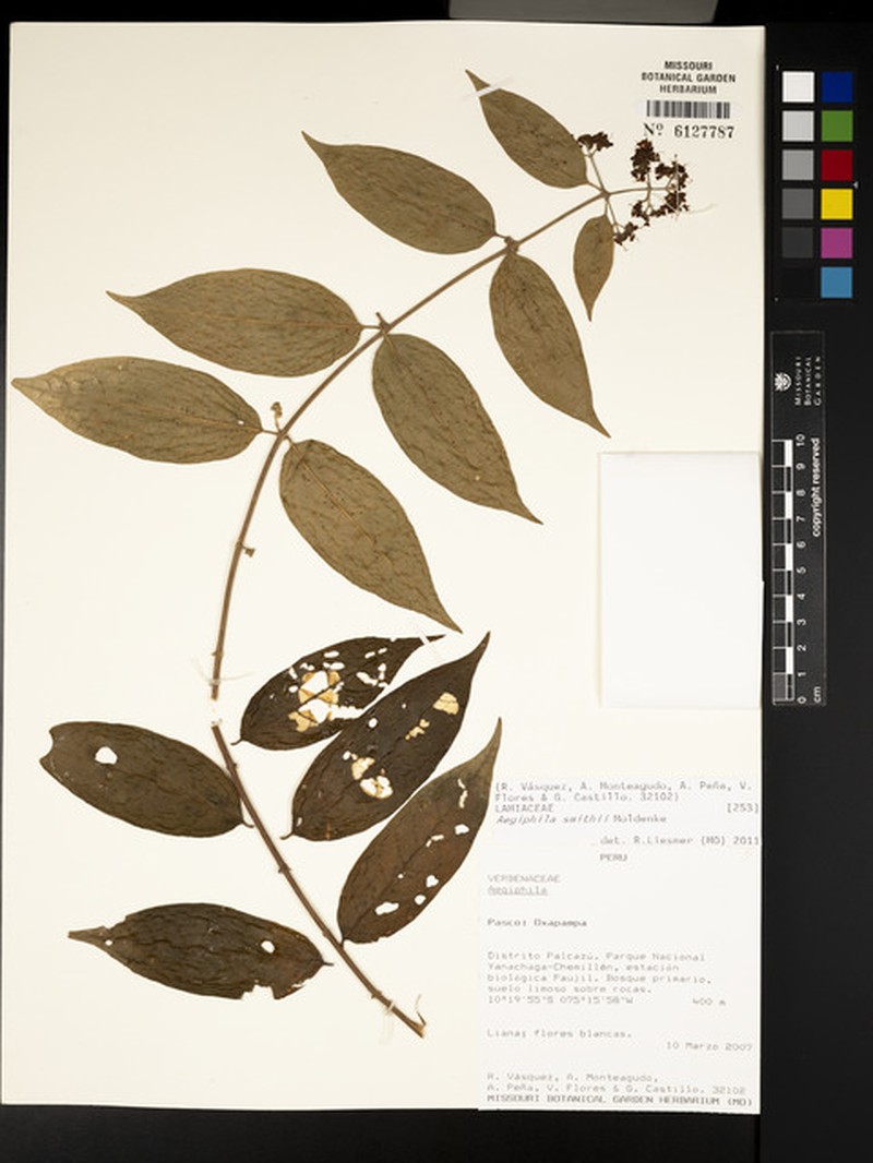 Aegiphila smithii photo 2