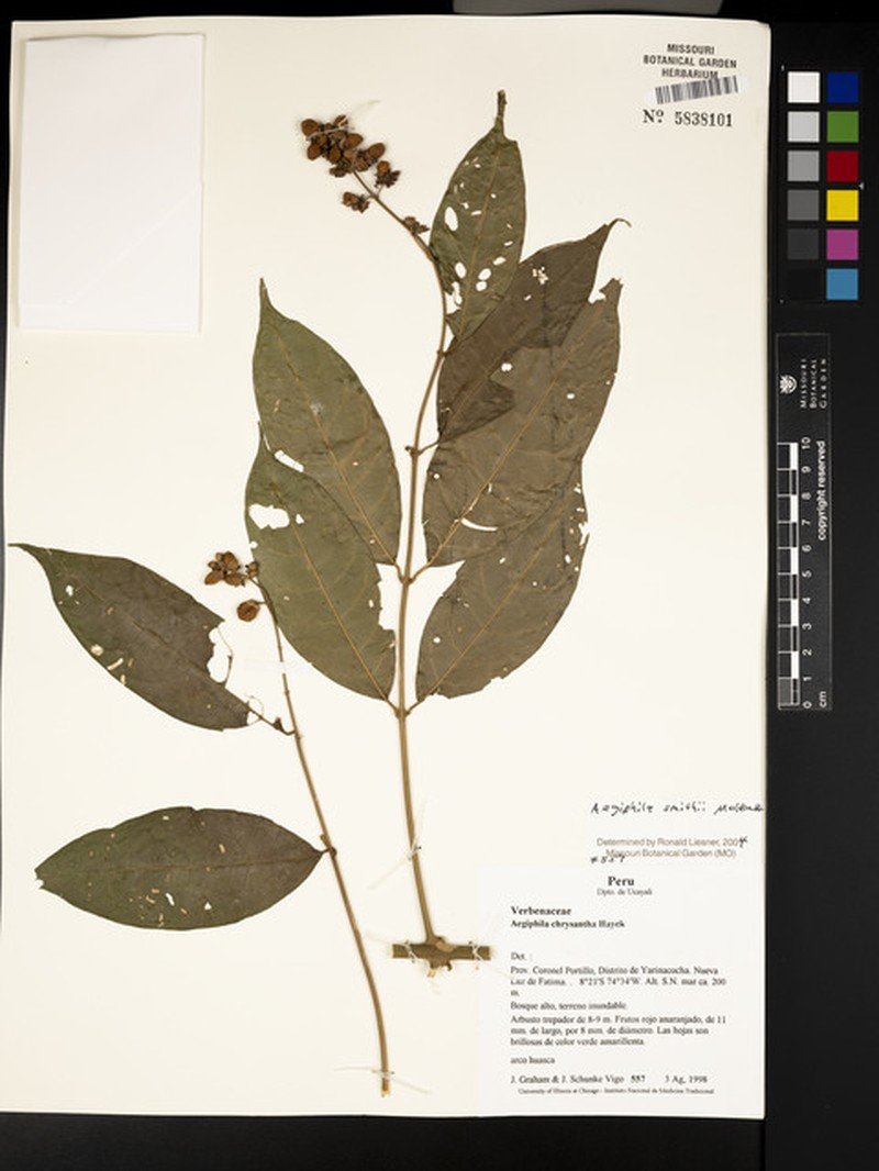 Aegiphila smithii photo 3