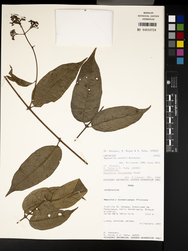 Aegiphila smithii photo 4
