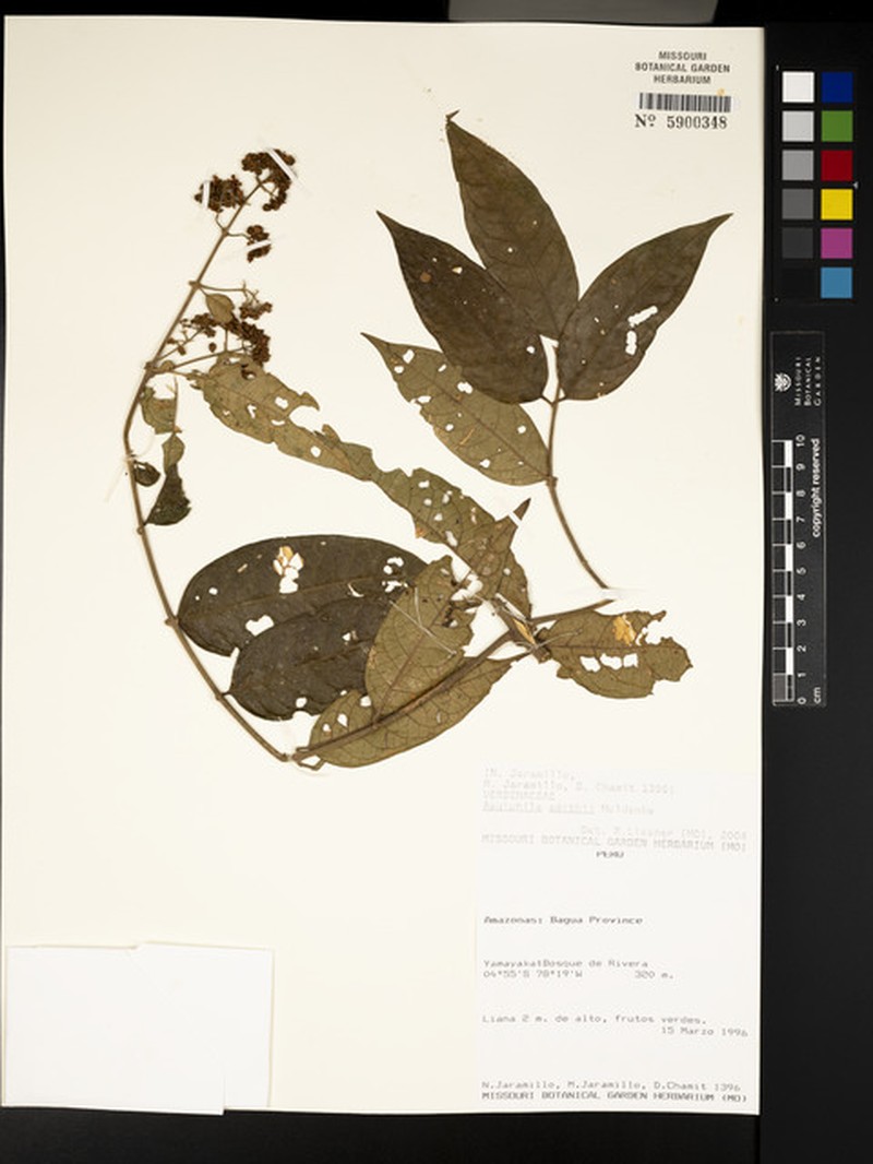 Aegiphila smithii photo 5