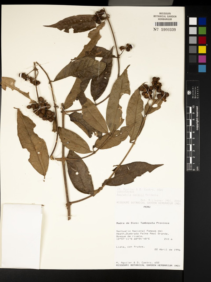 Aegiphila smithii photo 6
