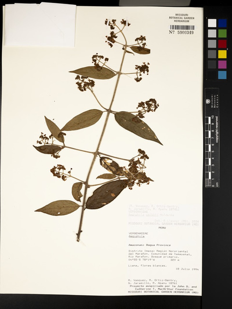 Aegiphila smithii photo 7