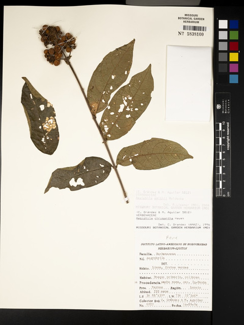 Aegiphila smithii photo 8