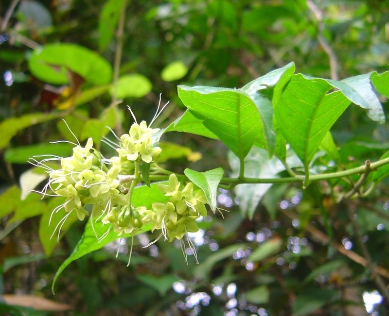Aegiphila sordida