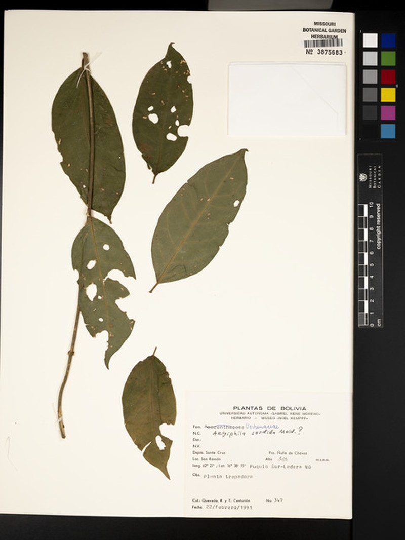 Aegiphila sordida photo 2