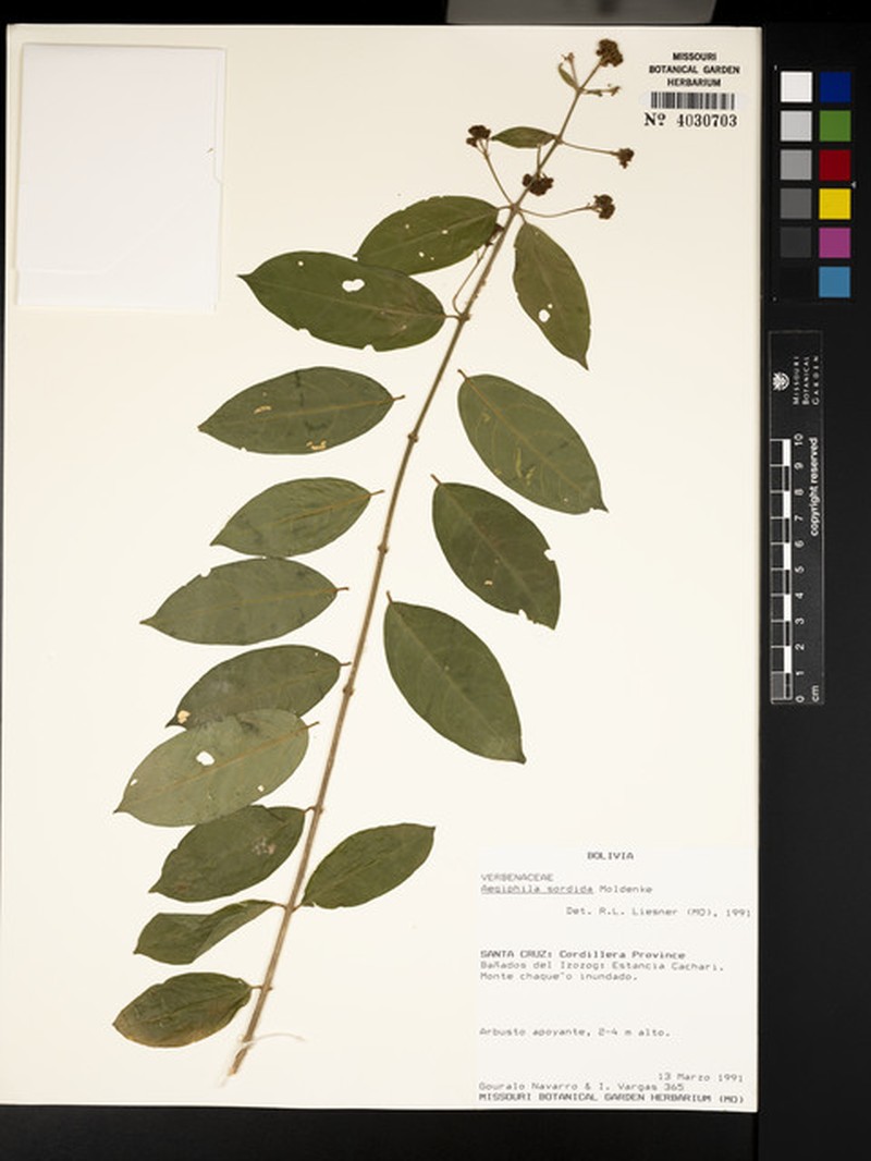 Aegiphila sordida photo 3