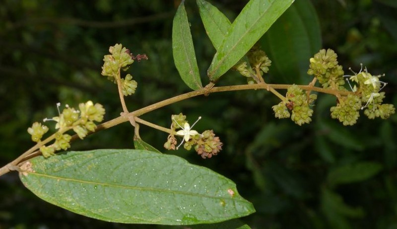 Aegiphila spicata