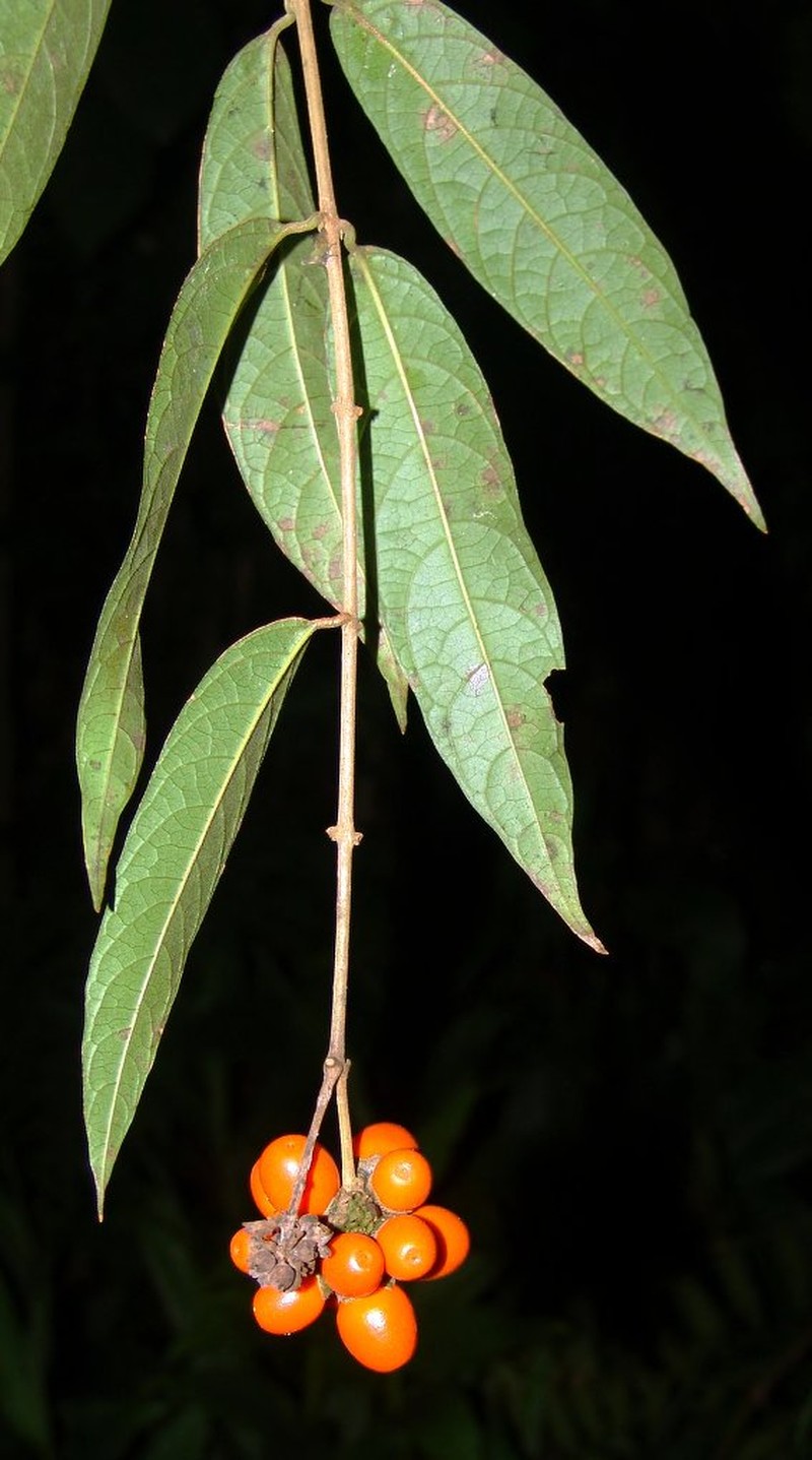 Aegiphila spicata photo 2