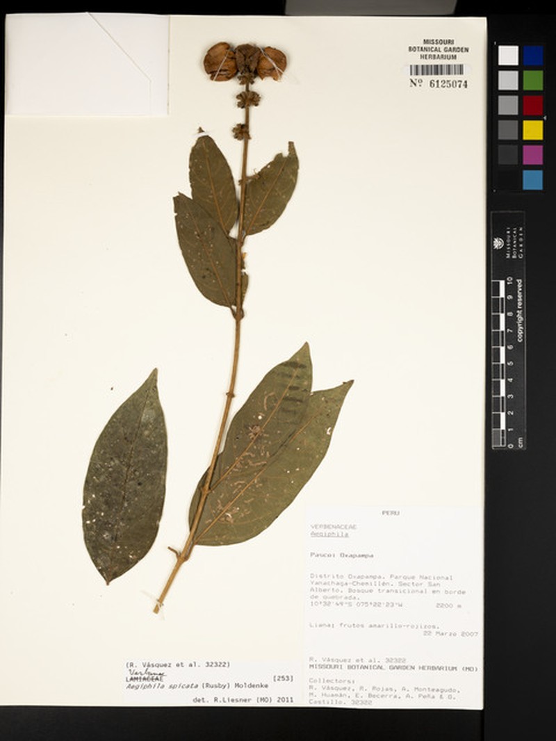 Aegiphila spicata photo 3