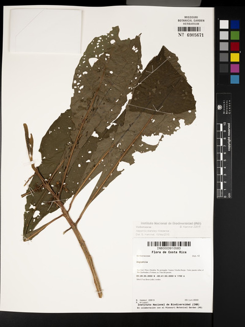 Aegiphila standleyi