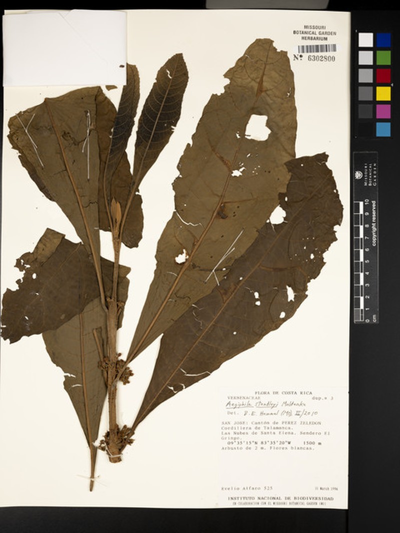 Aegiphila standleyi photo 2