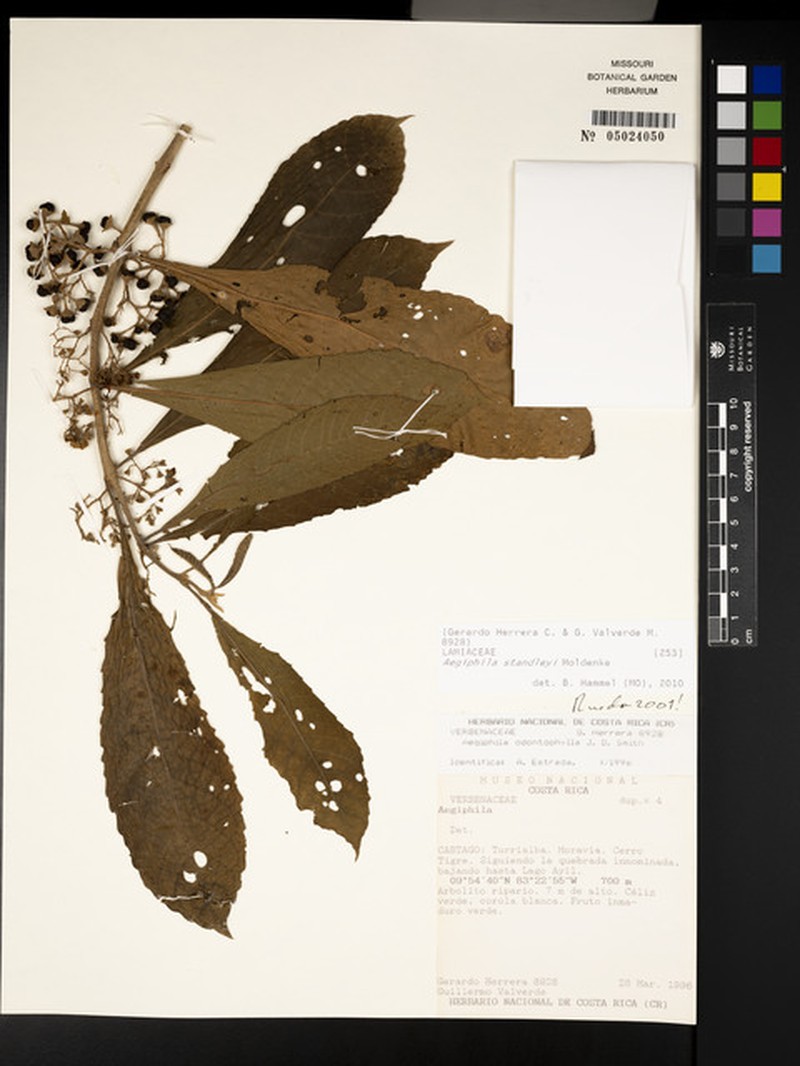 Aegiphila standleyi photo 3