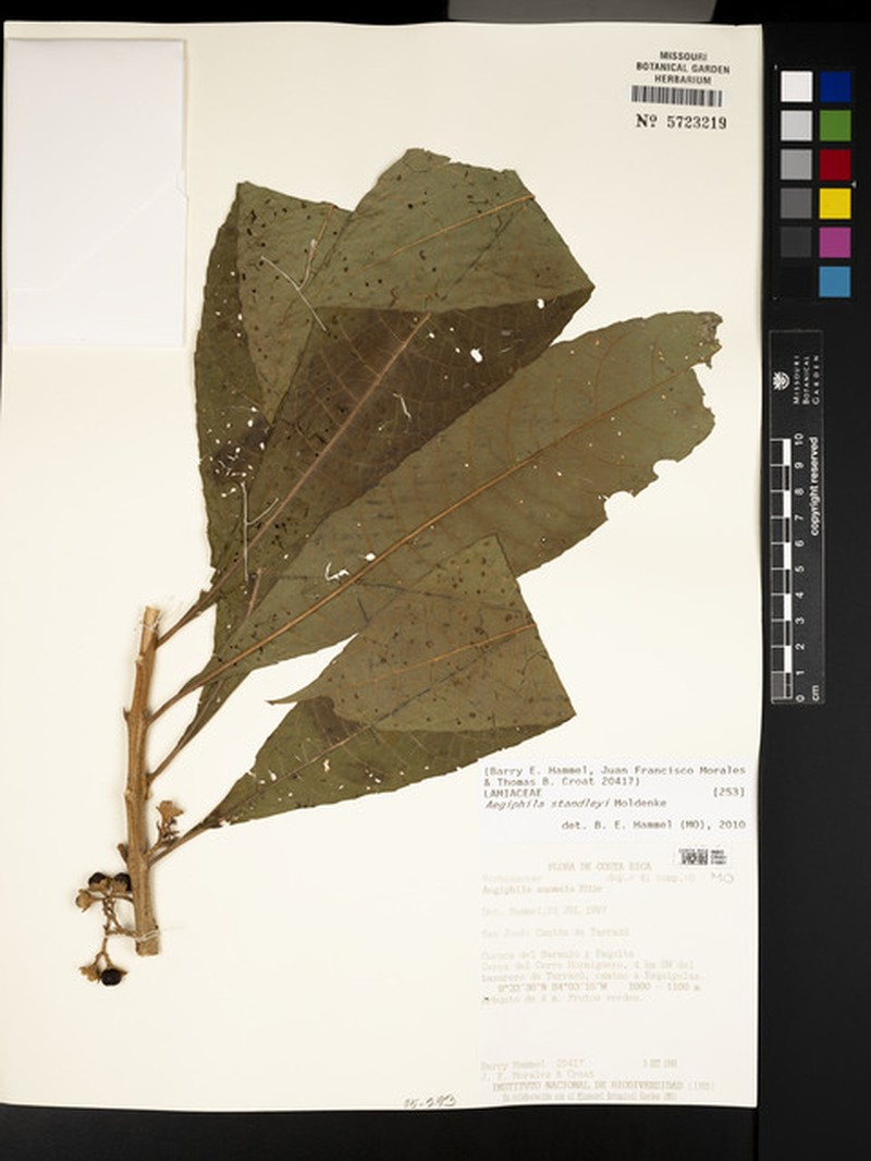 Aegiphila standleyi photo 4