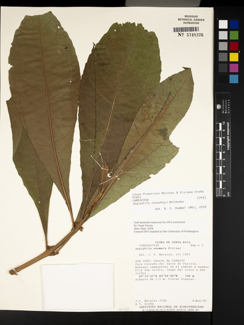 Aegiphila standleyi photo 5