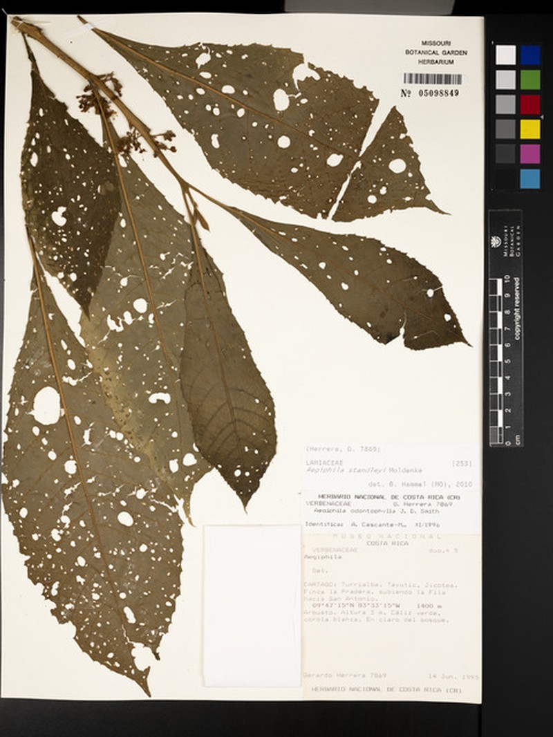 Aegiphila standleyi photo 6