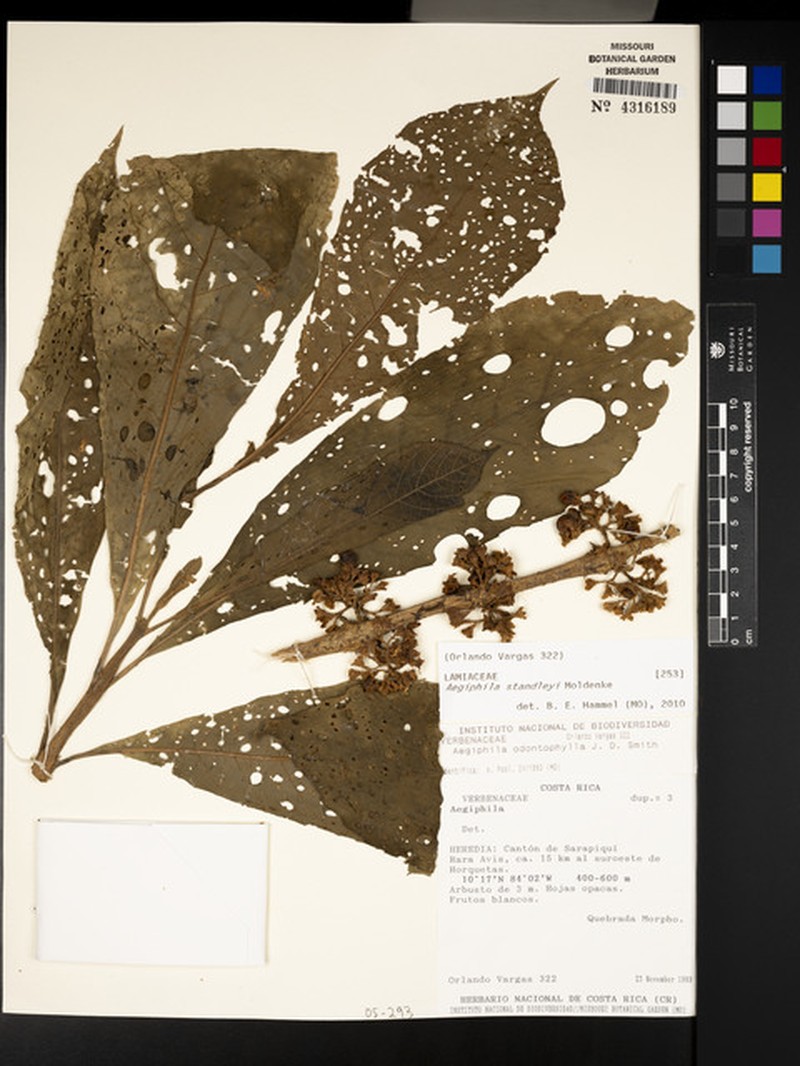 Aegiphila standleyi photo 7