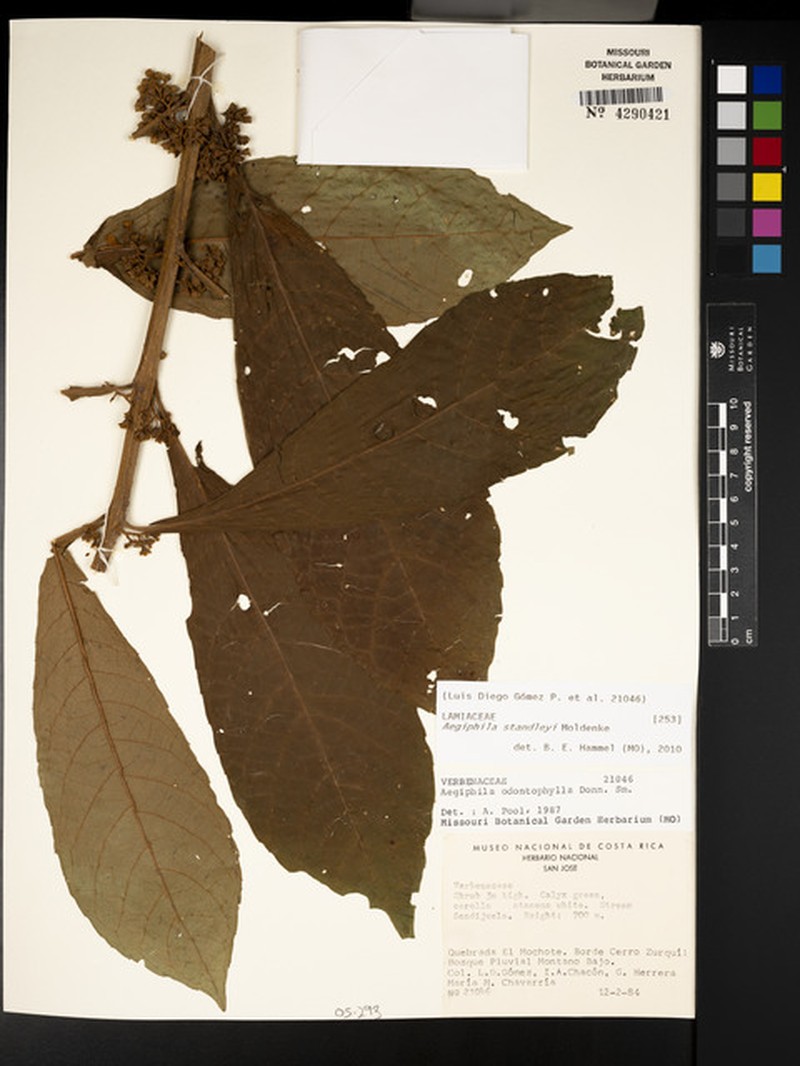 Aegiphila standleyi photo 8