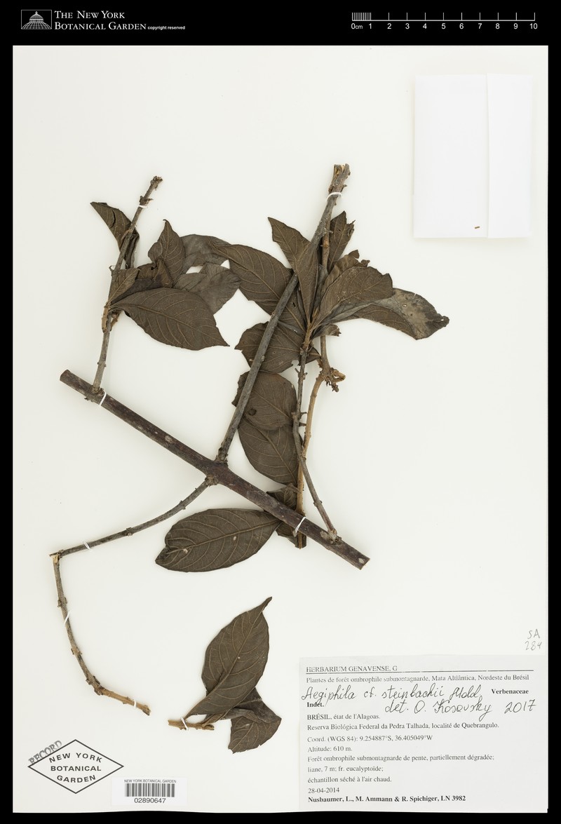 Aegiphila steinbachii