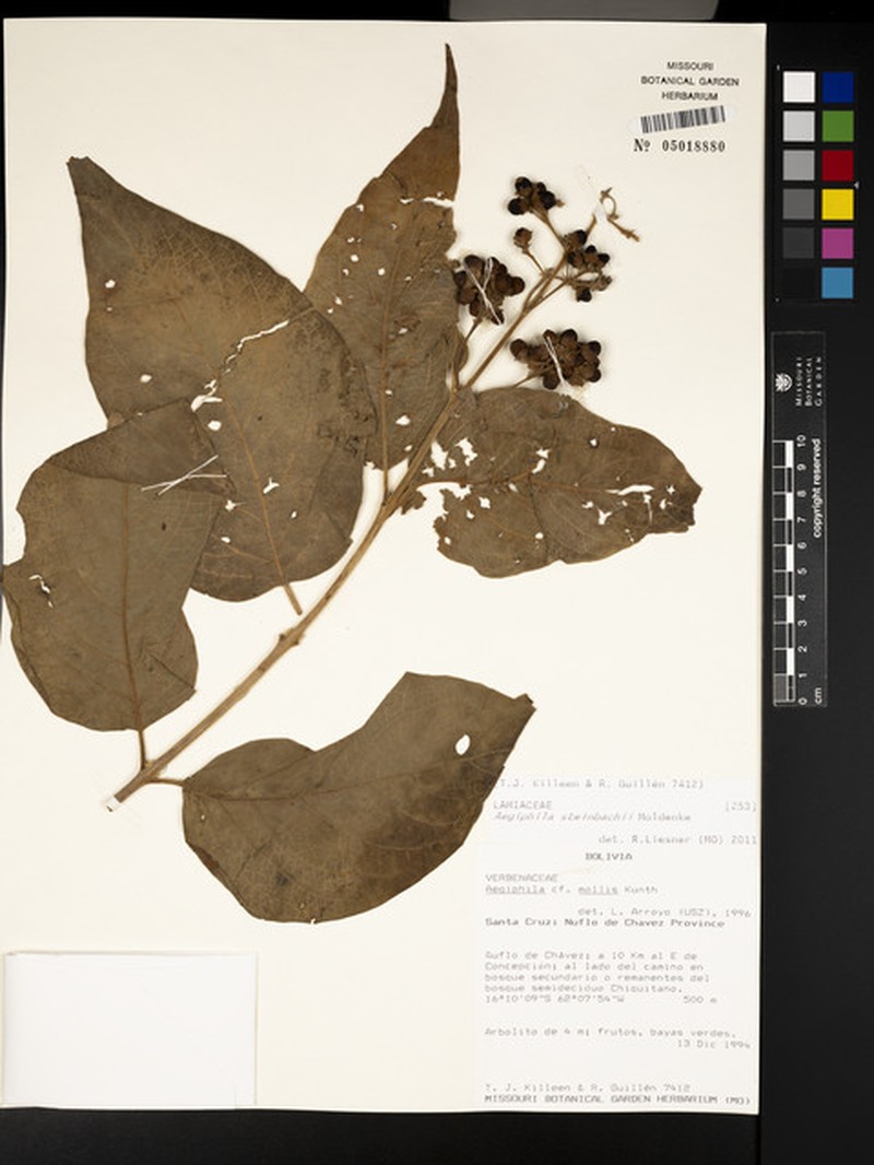 Aegiphila steinbachii photo 2