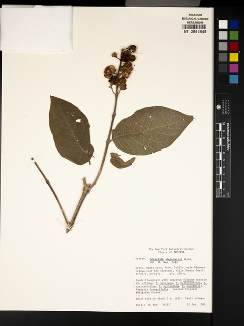 Aegiphila steinbachii photo 3