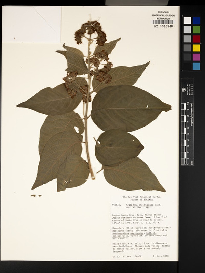 Aegiphila steinbachii photo 4