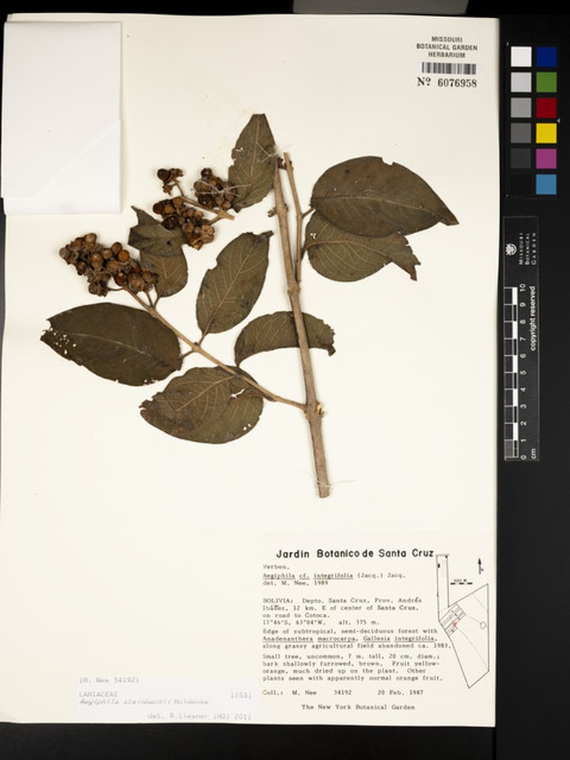 Aegiphila steinbachii photo 5