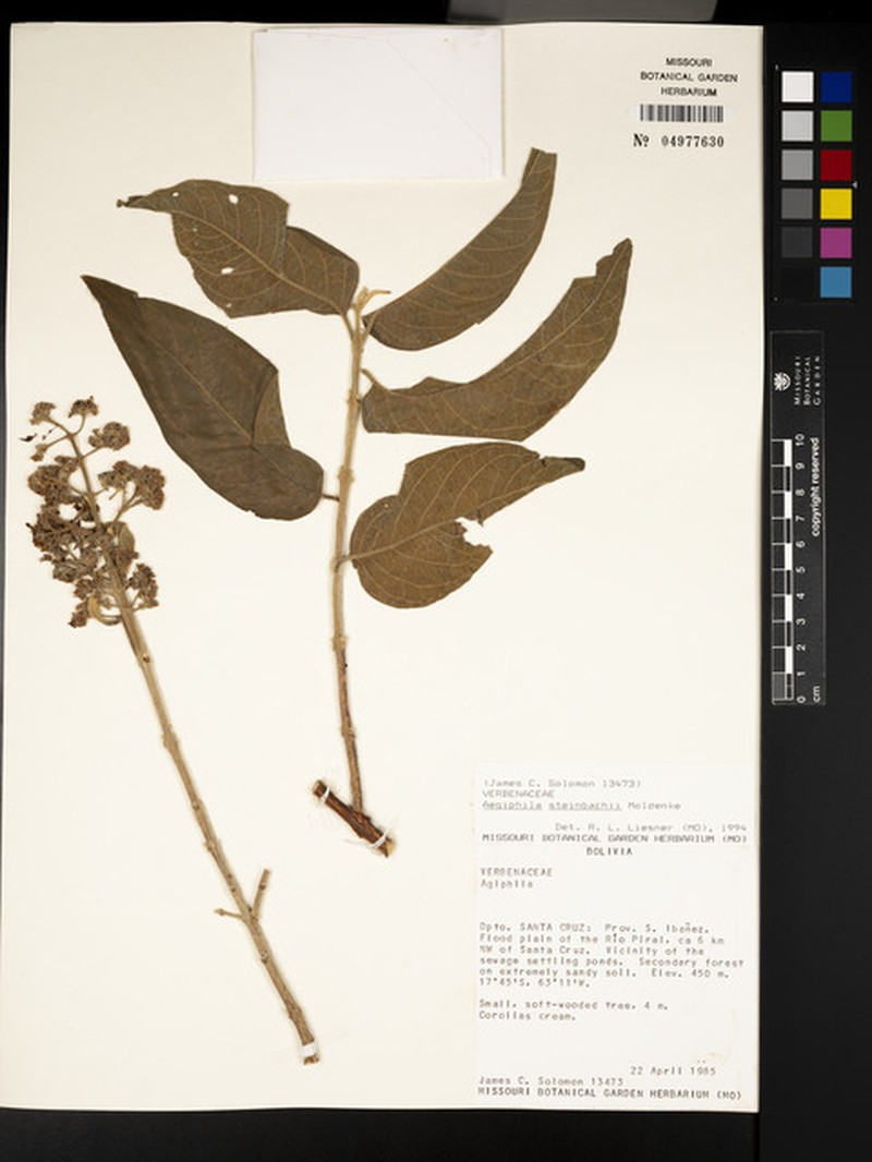 Aegiphila steinbachii photo 6