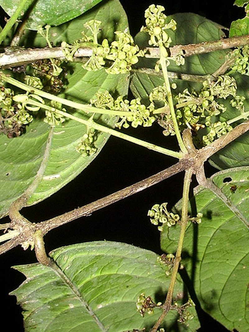 Aegiphila sufflava