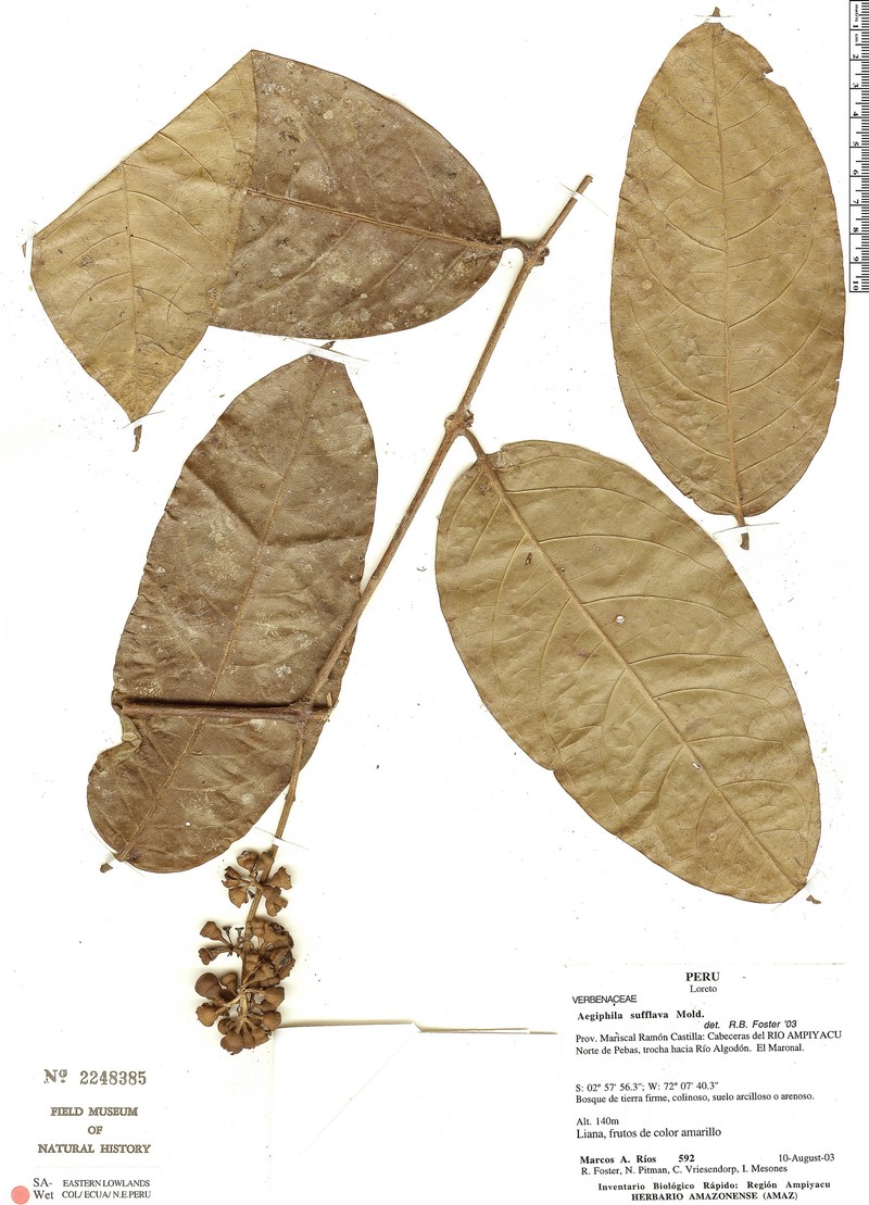 Aegiphila sufflava photo 2