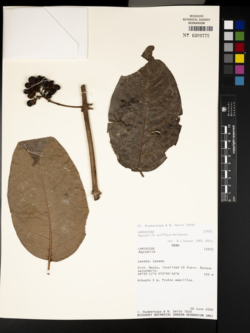 Aegiphila sufflava photo 3