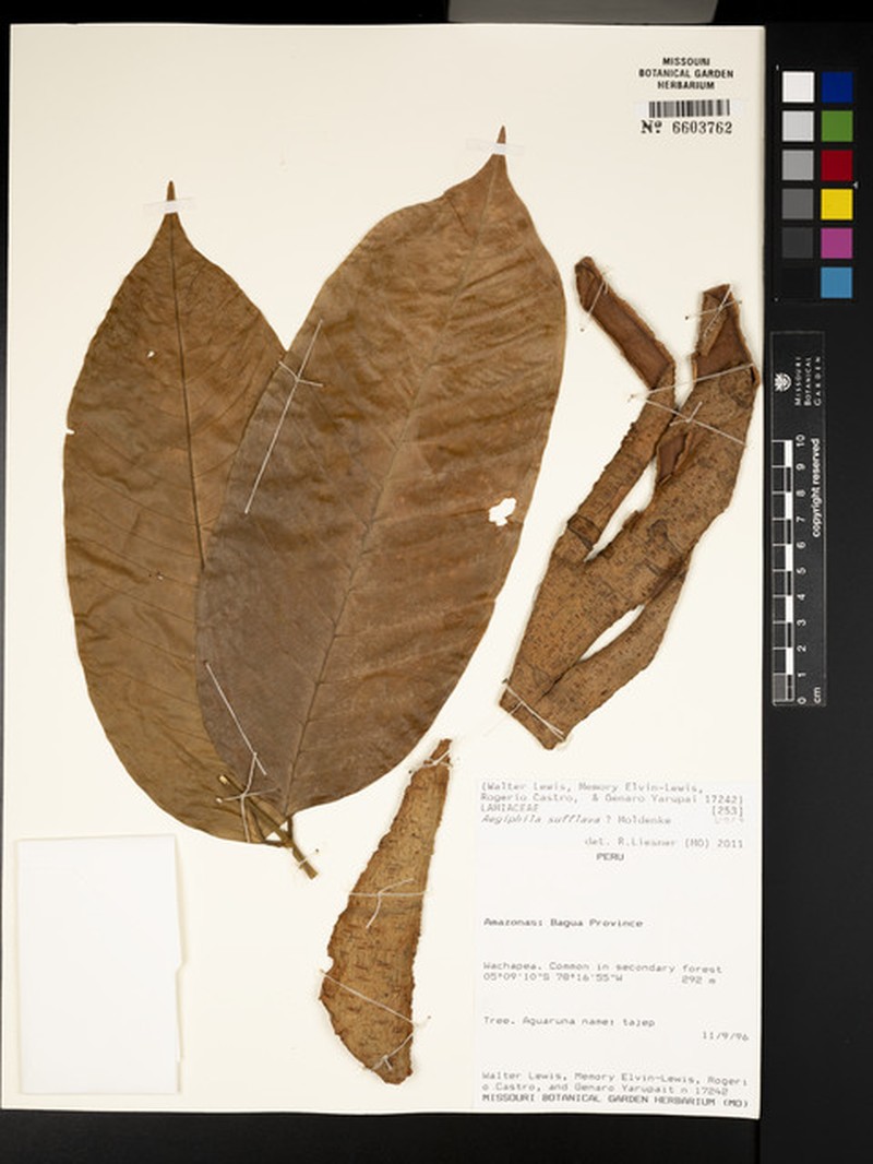 Aegiphila sufflava photo 4